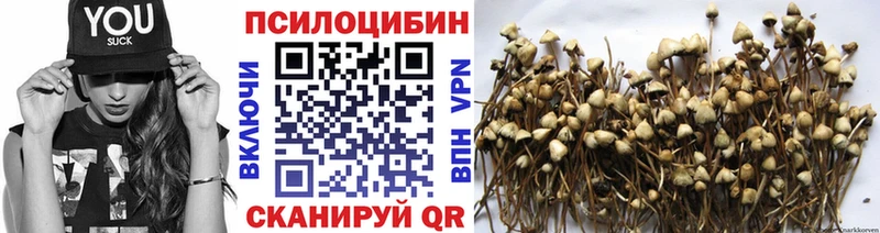 Псилоцибиновые грибы Psilocybe  Курчатов 